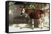 Okapi-null-Framed Stretched Canvas