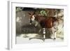 Okapi-null-Framed Photographic Print