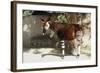 Okapi-null-Framed Photographic Print