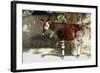 Okapi-null-Framed Photographic Print