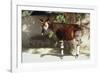 Okapi-null-Framed Photographic Print