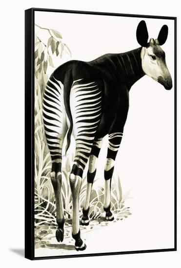 Okapi-null-Framed Stretched Canvas