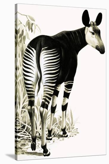 Okapi-null-Stretched Canvas