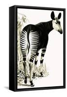 Okapi-null-Framed Stretched Canvas