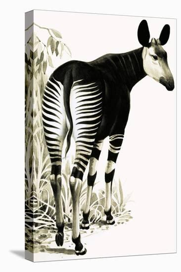 Okapi-null-Stretched Canvas