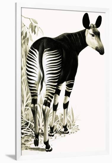 Okapi-null-Framed Giclee Print