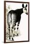 Okapi-null-Framed Giclee Print