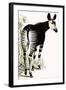 Okapi-null-Framed Giclee Print