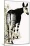 Okapi-null-Mounted Giclee Print