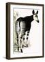 Okapi-null-Framed Premium Giclee Print