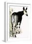 Okapi-null-Framed Premium Giclee Print