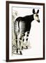 Okapi-null-Framed Giclee Print