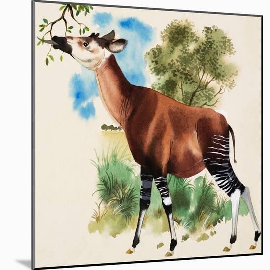 Okapi-Arthur Oxenham-Mounted Premium Giclee Print