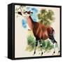 Okapi-Arthur Oxenham-Framed Stretched Canvas