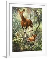 Okapis of the Congo-null-Framed Giclee Print