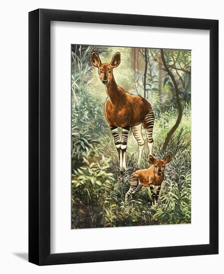 Okapis of the Congo-null-Framed Premium Giclee Print