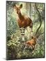 Okapis of the Congo-null-Mounted Premium Giclee Print