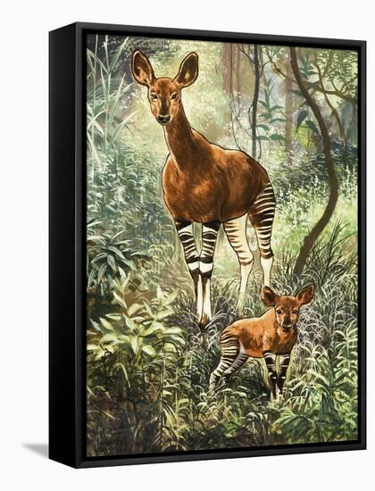 Okapis of the Congo-null-Framed Stretched Canvas