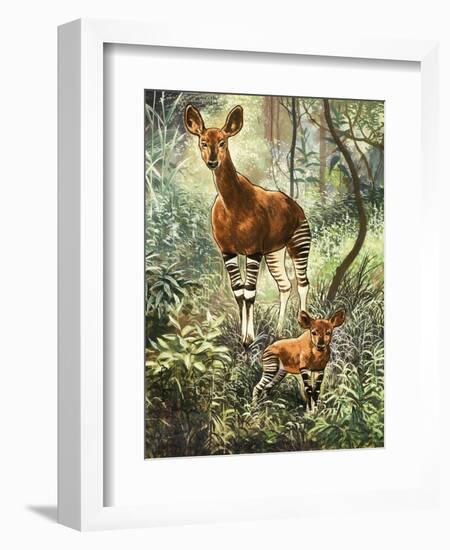Okapis of the Congo-null-Framed Giclee Print