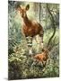 Okapis of the Congo-null-Mounted Giclee Print