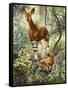 Okapis of the Congo-null-Framed Stretched Canvas