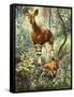 Okapis of the Congo-null-Framed Stretched Canvas