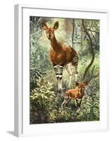 Okapis of the Congo-null-Framed Giclee Print