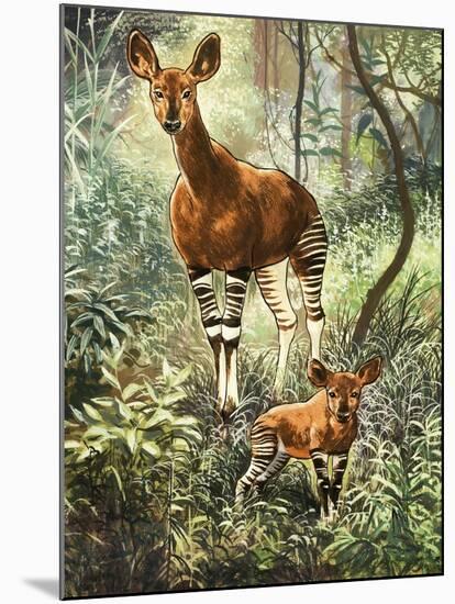 Okapis of the Congo-null-Mounted Giclee Print