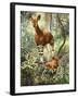 Okapis of the Congo-null-Framed Premium Giclee Print