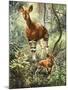 Okapis of the Congo-null-Mounted Premium Giclee Print