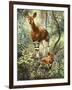 Okapis of the Congo-null-Framed Giclee Print