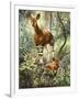 Okapis of the Congo-null-Framed Giclee Print