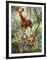 Okapis of the Congo-null-Framed Giclee Print