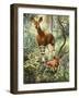 Okapis of the Congo-null-Framed Giclee Print