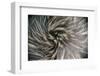 Okarito Brown Kiwi feathers, Okarito Forest, New Zealand-Tui De Roy-Framed Photographic Print