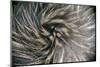 Okarito Brown Kiwi feathers, Okarito Forest, New Zealand-Tui De Roy-Mounted Photographic Print