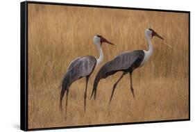 Okavango, Botswana. A Pair of Wattled Cranes Walk in Golden Grass-Janet Muir-Framed Stretched Canvas