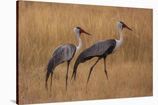 Okavango, Botswana. A Pair of Wattled Cranes Walk in Golden Grass-Janet Muir-Stretched Canvas
