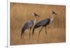 Okavango, Botswana. A Pair of Wattled Cranes Walk in Golden Grass-Janet Muir-Framed Photographic Print