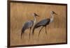 Okavango, Botswana. A Pair of Wattled Cranes Walk in Golden Grass-Janet Muir-Framed Photographic Print