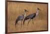 Okavango, Botswana. A Pair of Wattled Cranes Walk in Golden Grass-Janet Muir-Framed Photographic Print