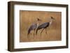 Okavango, Botswana. A Pair of Wattled Cranes Walk in Golden Grass-Janet Muir-Framed Photographic Print