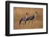 Okavango, Botswana. A Pair of Wattled Cranes Walk in Golden Grass-Janet Muir-Framed Photographic Print