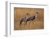 Okavango, Botswana. A Pair of Wattled Cranes Walk in Golden Grass-Janet Muir-Framed Photographic Print