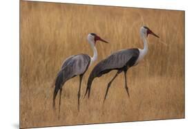 Okavango, Botswana. A Pair of Wattled Cranes Walk in Golden Grass-Janet Muir-Mounted Premium Photographic Print