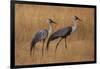 Okavango, Botswana. A Pair of Wattled Cranes Walk in Golden Grass-Janet Muir-Framed Premium Photographic Print