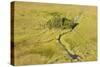 Okavango Delta Aerial-Michele Westmorland-Stretched Canvas