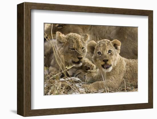 Okavango Delta, Botswana. A Close-up of Two Lion Cubs-Janet Muir-Framed Photographic Print