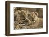 Okavango Delta, Botswana. A Close-up of Two Lion Cubs-Janet Muir-Framed Photographic Print