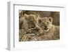 Okavango Delta, Botswana. A Close-up of Two Lion Cubs-Janet Muir-Framed Photographic Print